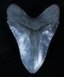 Beautiful Monster Inch Megalodon Tooth #3318-1